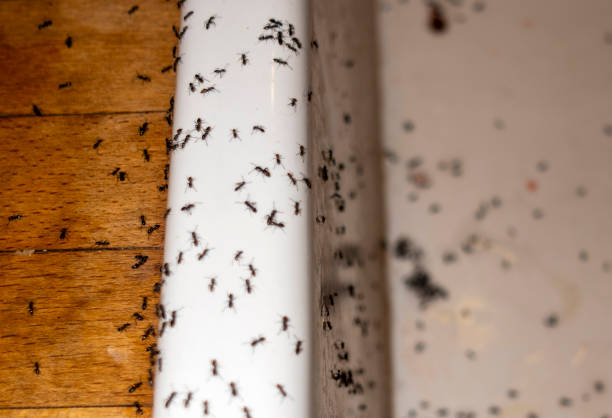 Pest Control Cost in Everson, WA