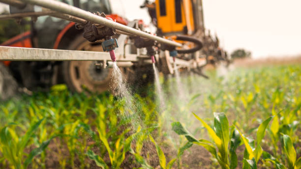 Best Ant Control Services  in Everson, WA